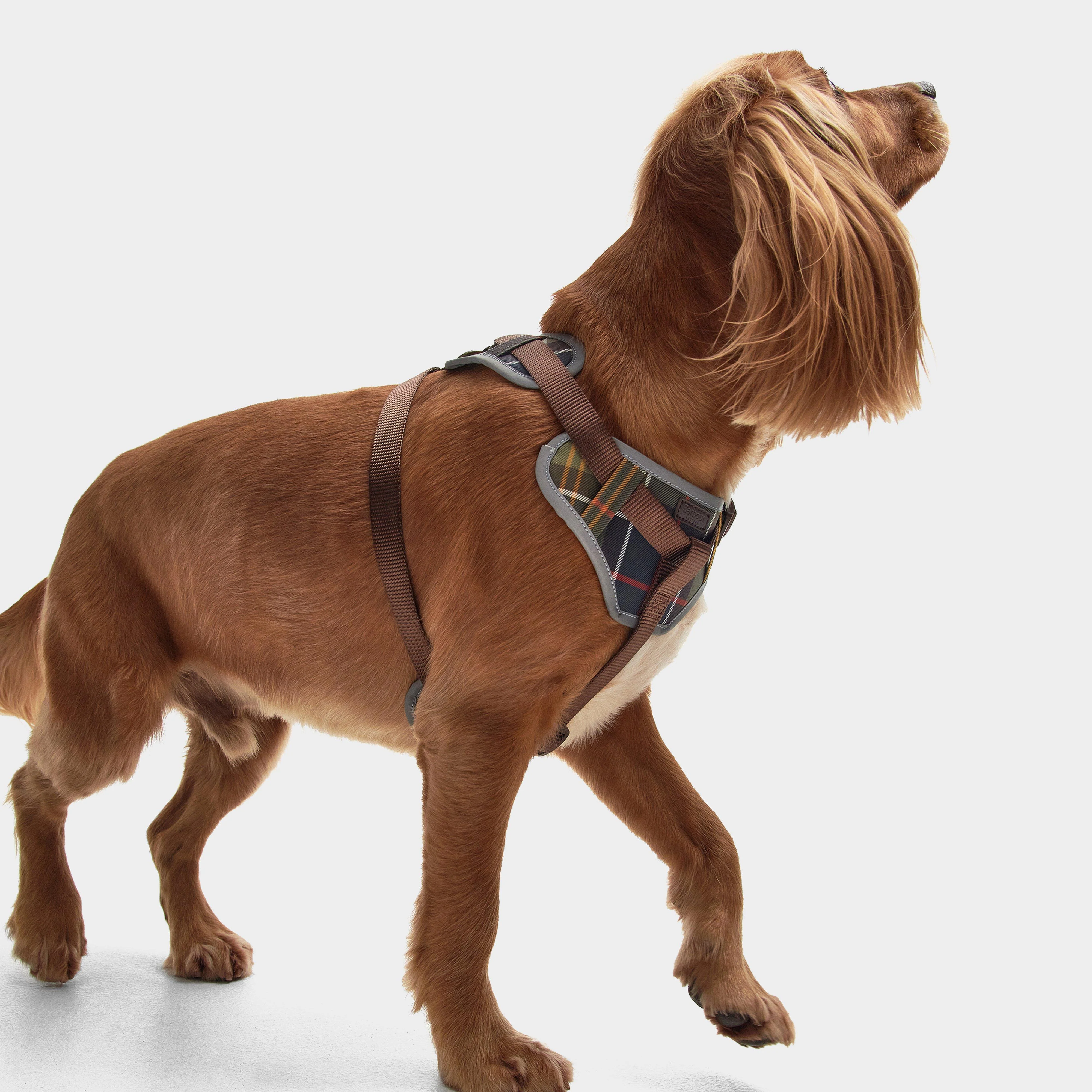 Adjustable Dog Tartan Harness Classic Tartan - Image 7