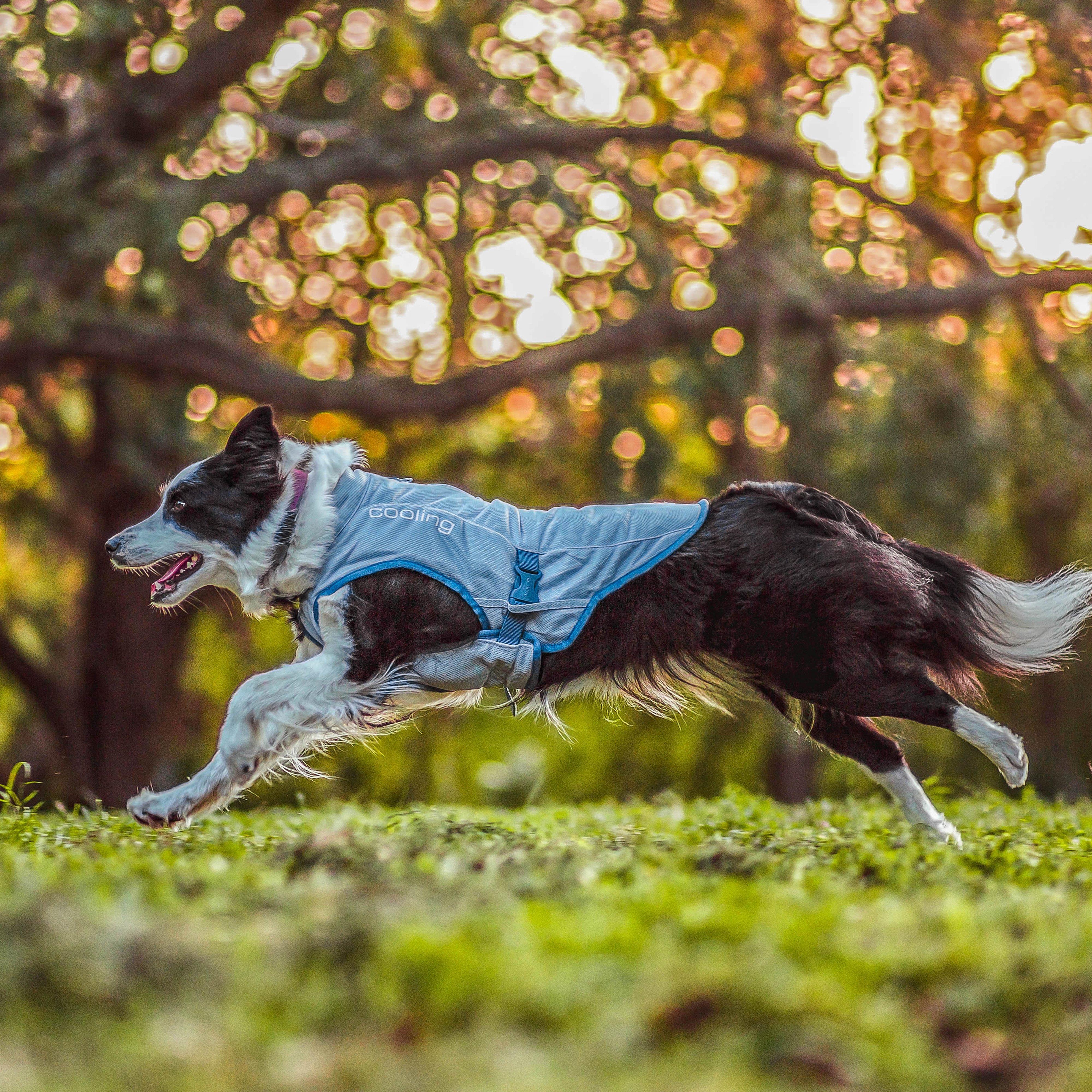 Dog Core Cooling Vest Blue - Image 6