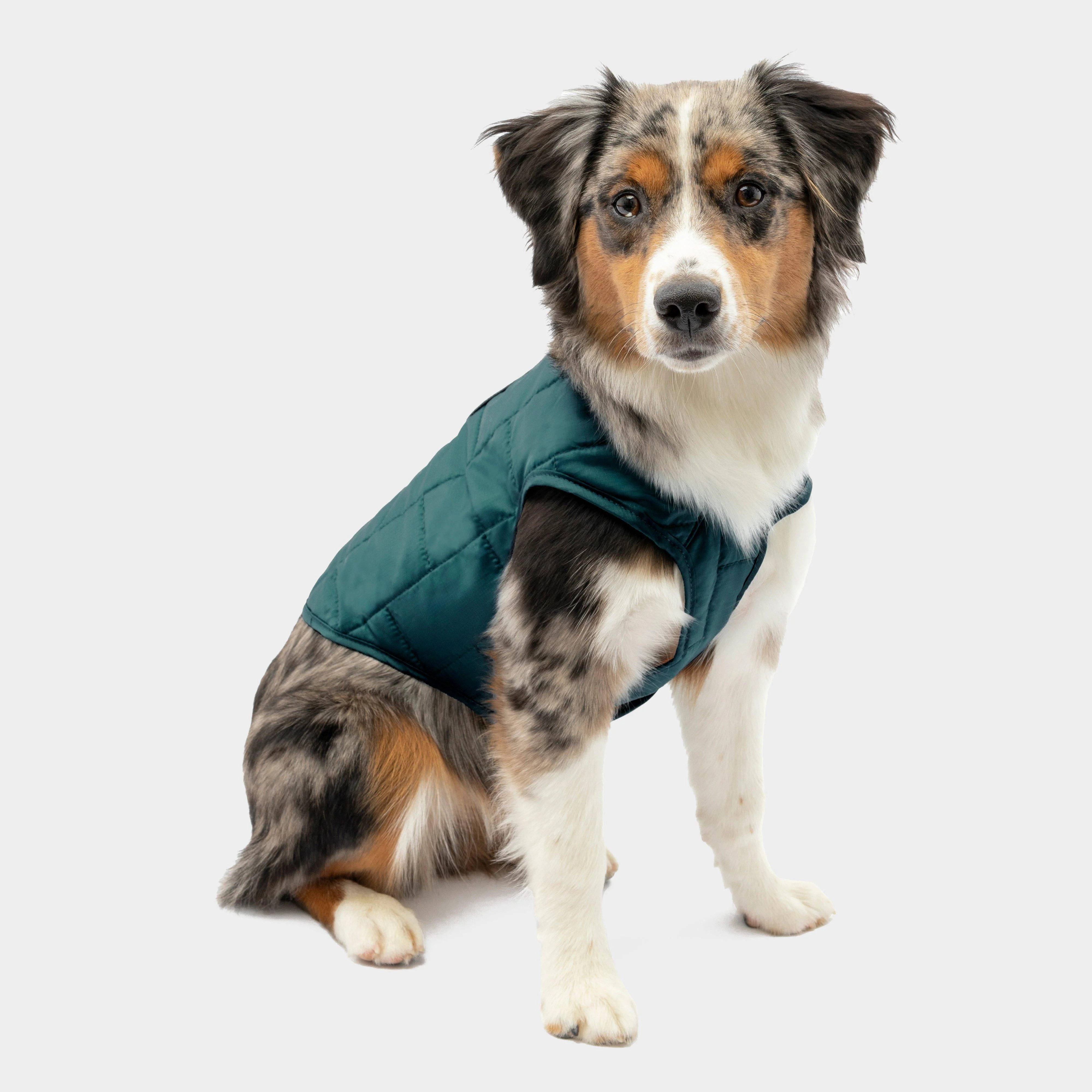 Loft Dog Jacket Blue/Sea - Image 3