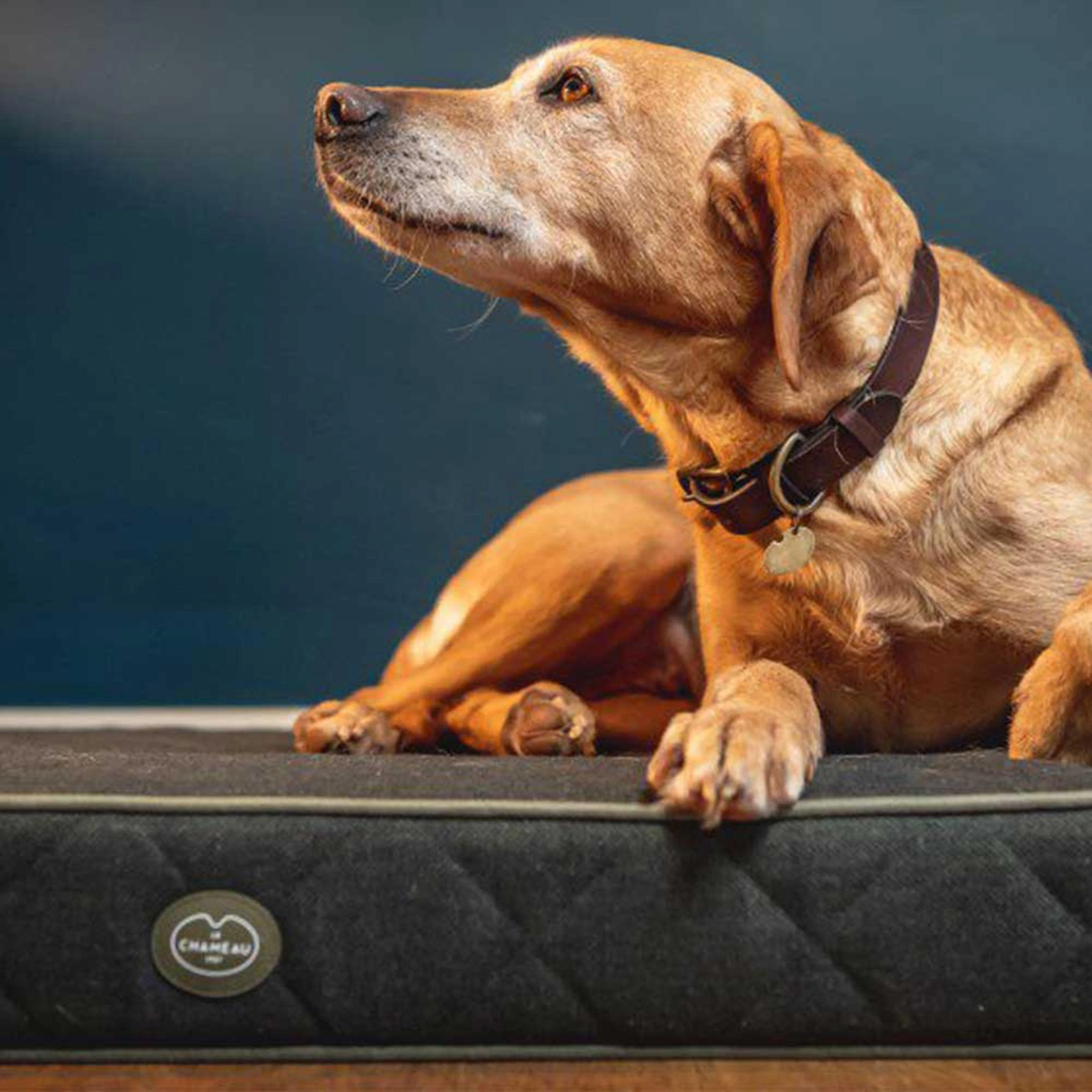 Cushion Dog Bed Olive - Image 2