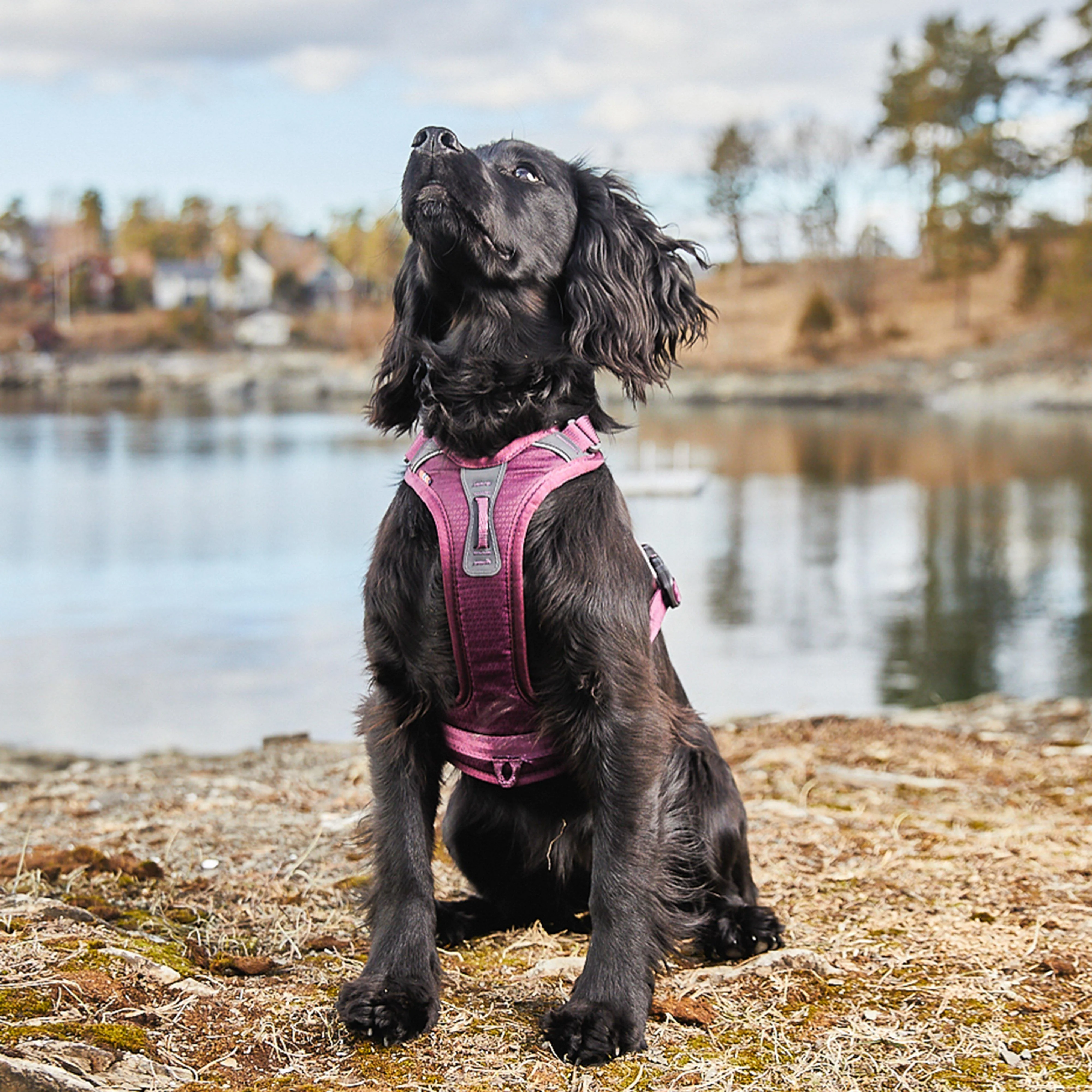 Ramble Harness Purple - Image 2