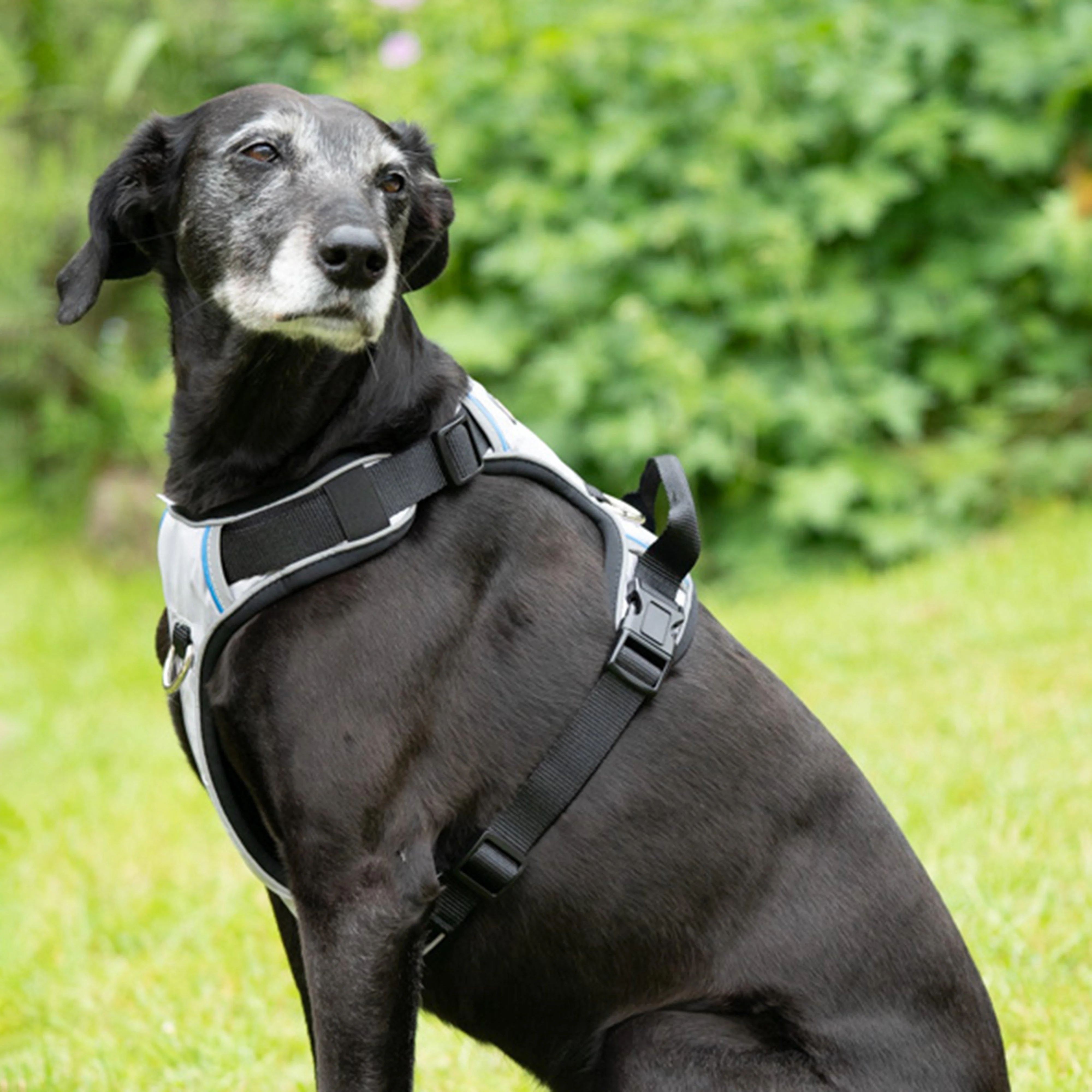 Outdoor Paws Adventure Dog Harness Silver/Grey L - Image 7