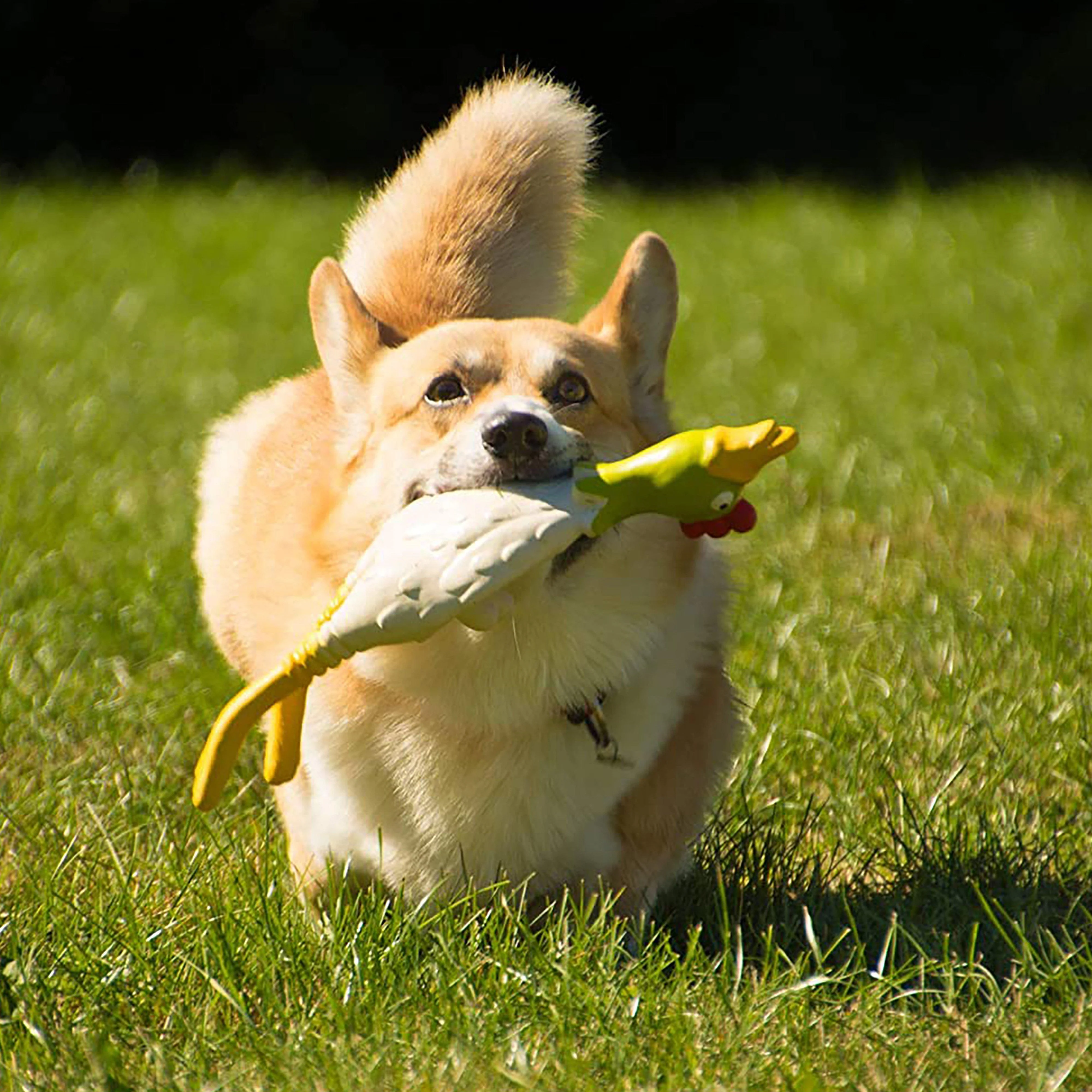 Small Latex Lying Chicken - Image 3