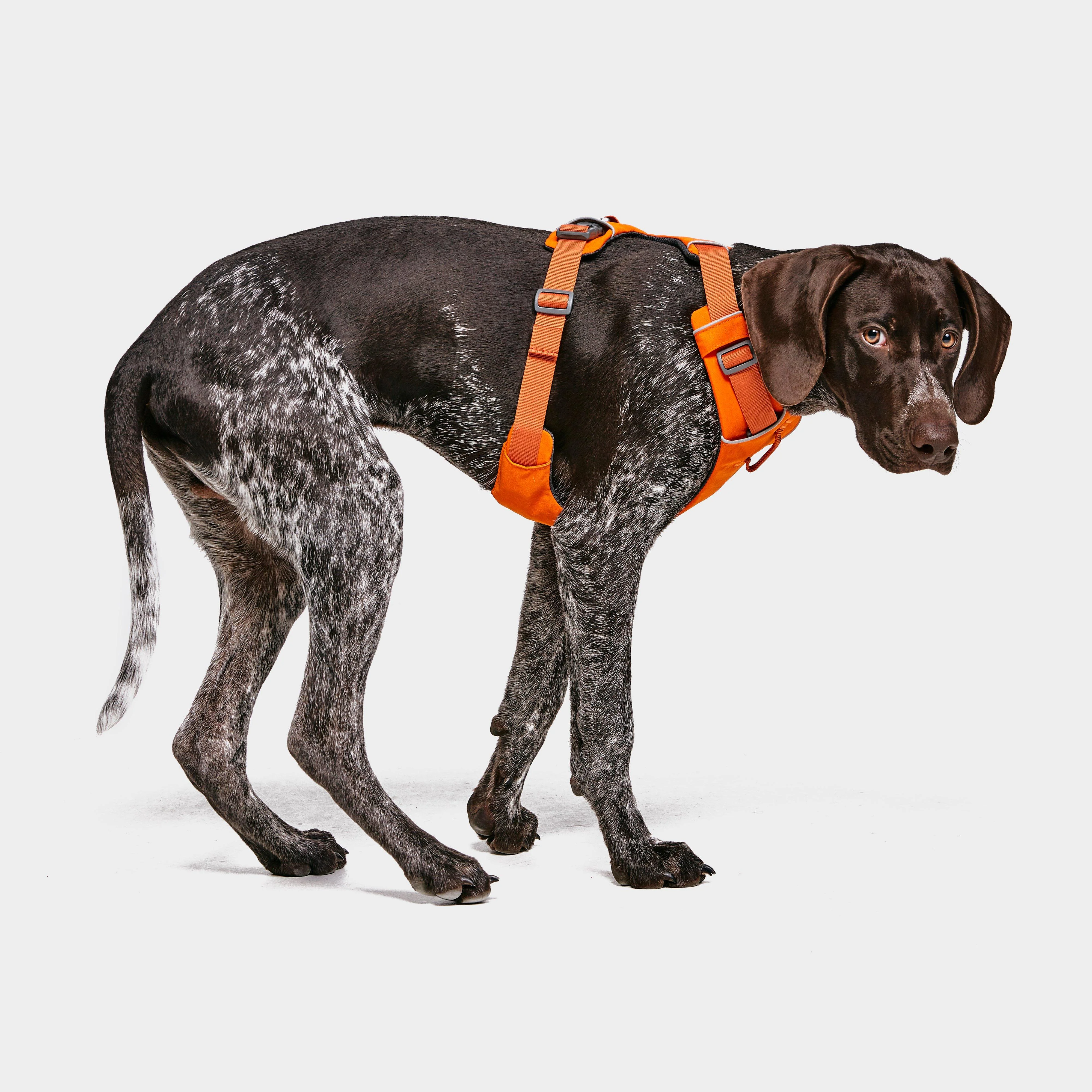 Front Range Dog Harness Orange - Image 2