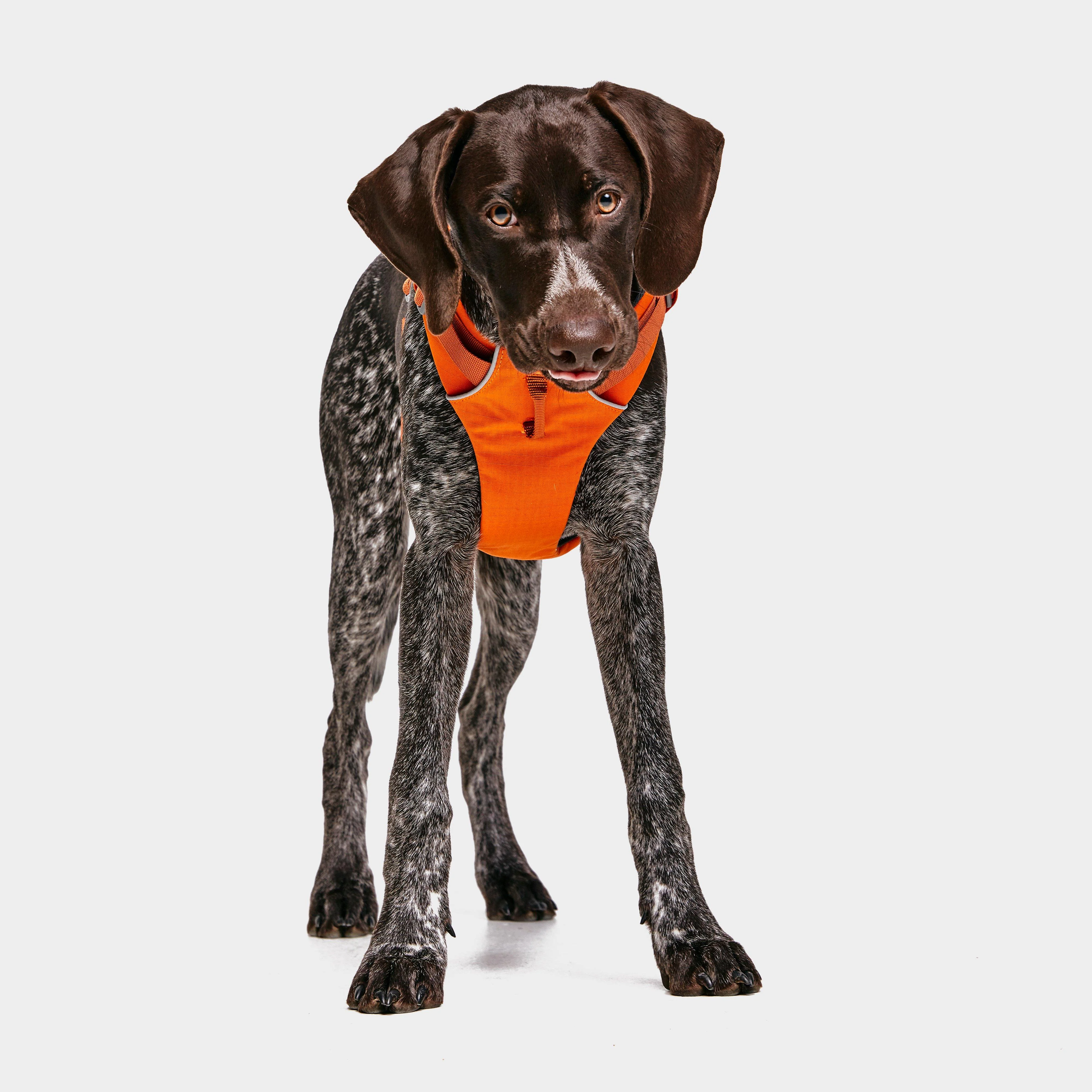Front Range Dog Harness Orange - Image 6