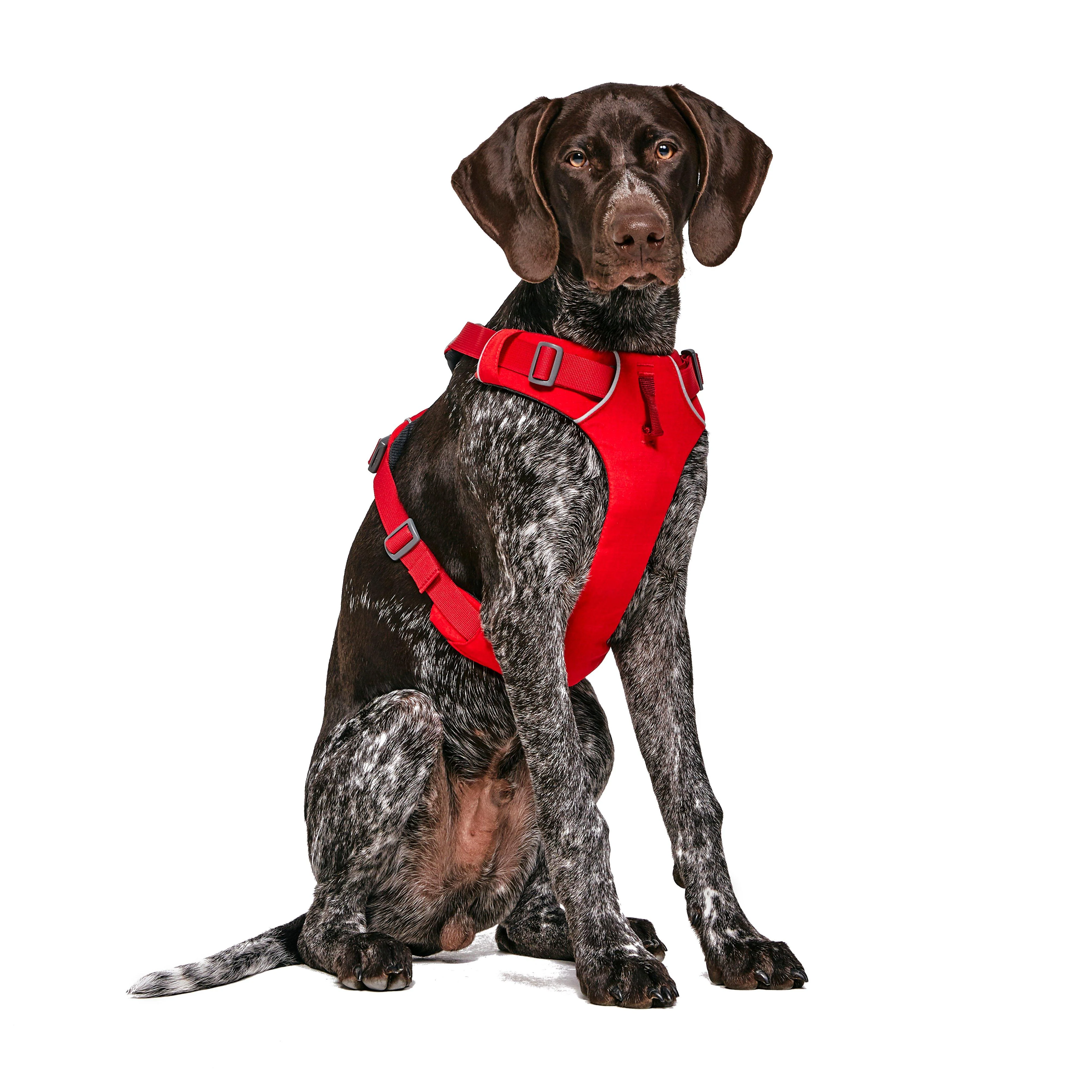 Front Range Dog Harness Red - Image 7