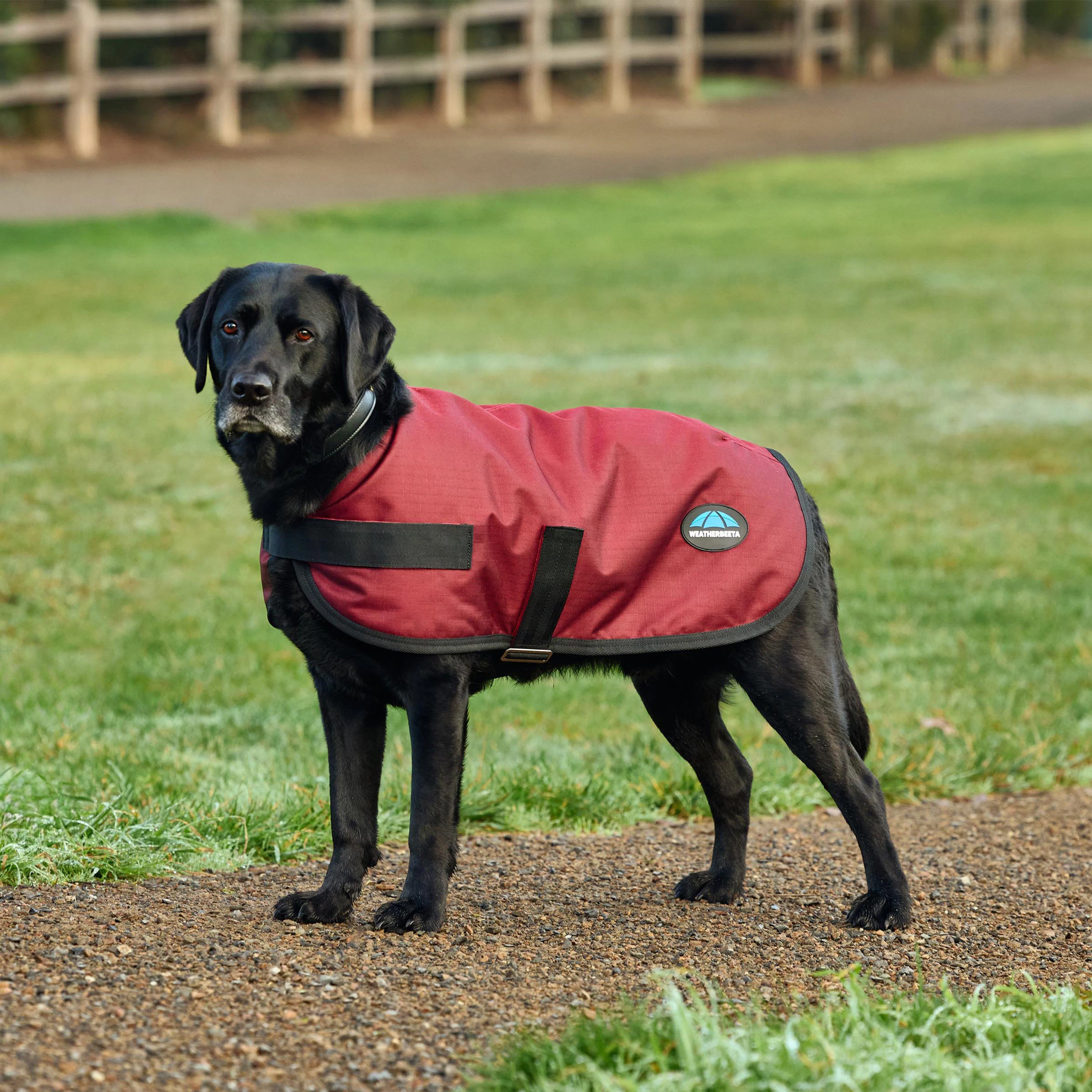 ComFiTec Classic Waterproof Dog Coat Burgundy - Image 3