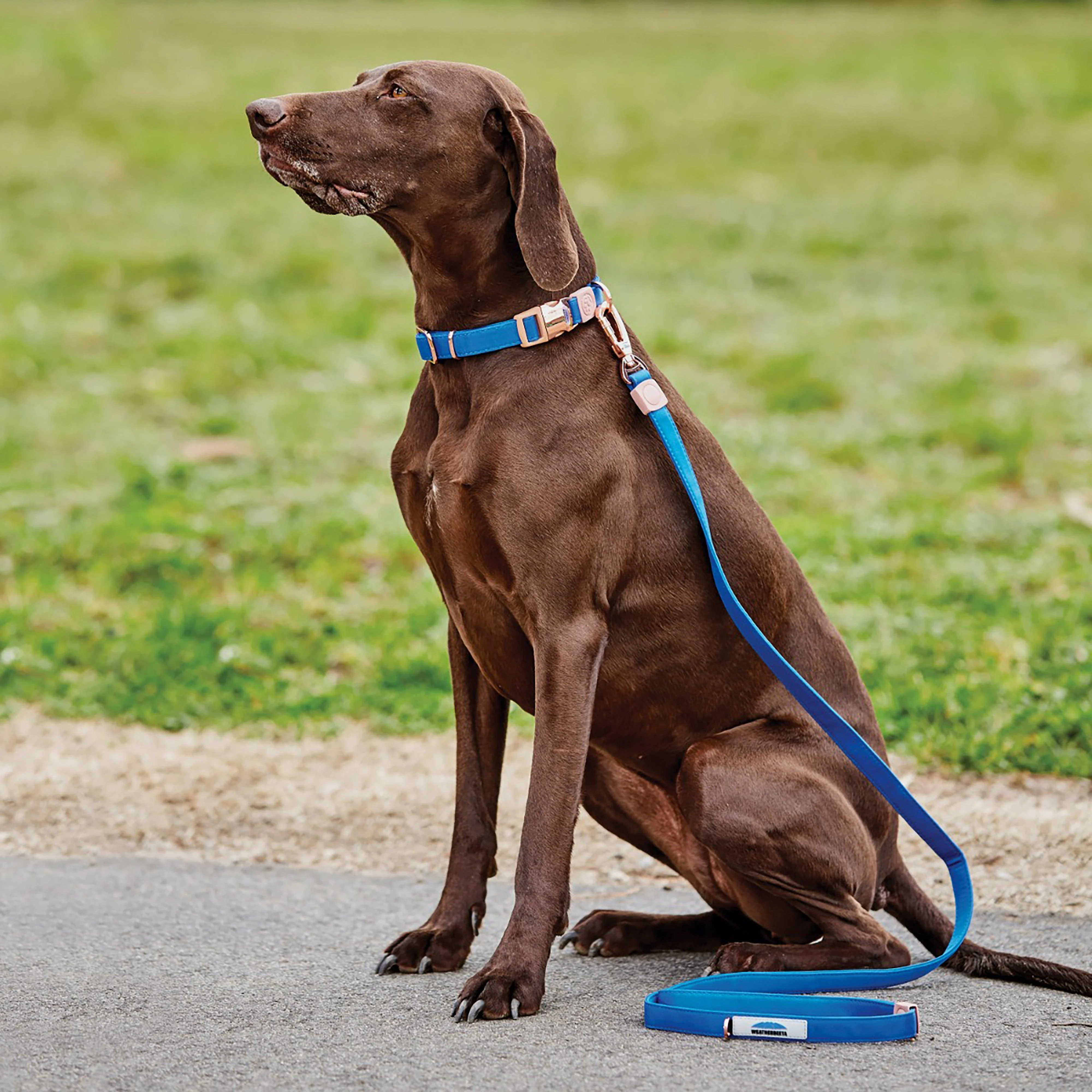 Elegance Dog Lead Blue - Image 2