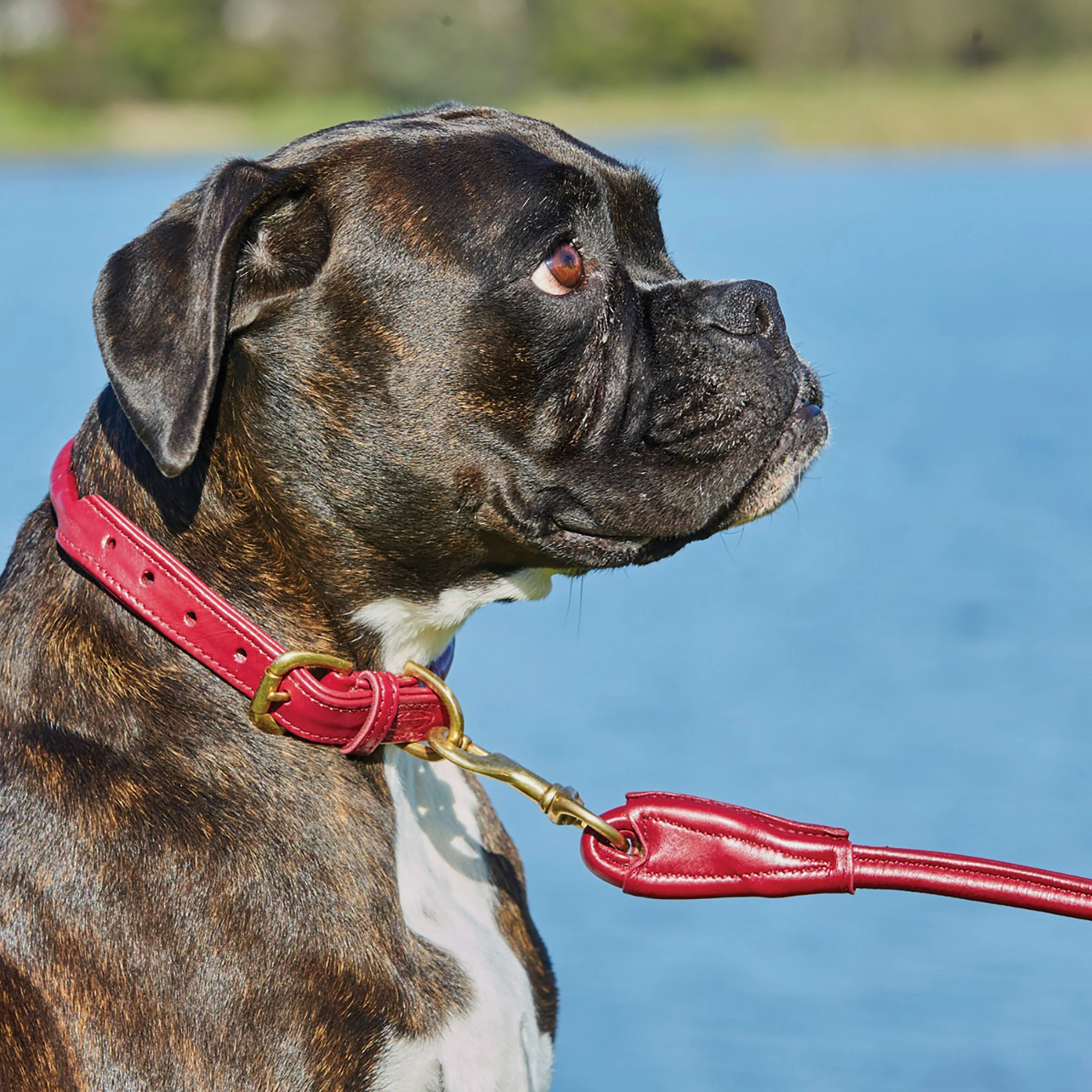 Rolled Leather Lead Maroon - Image 2