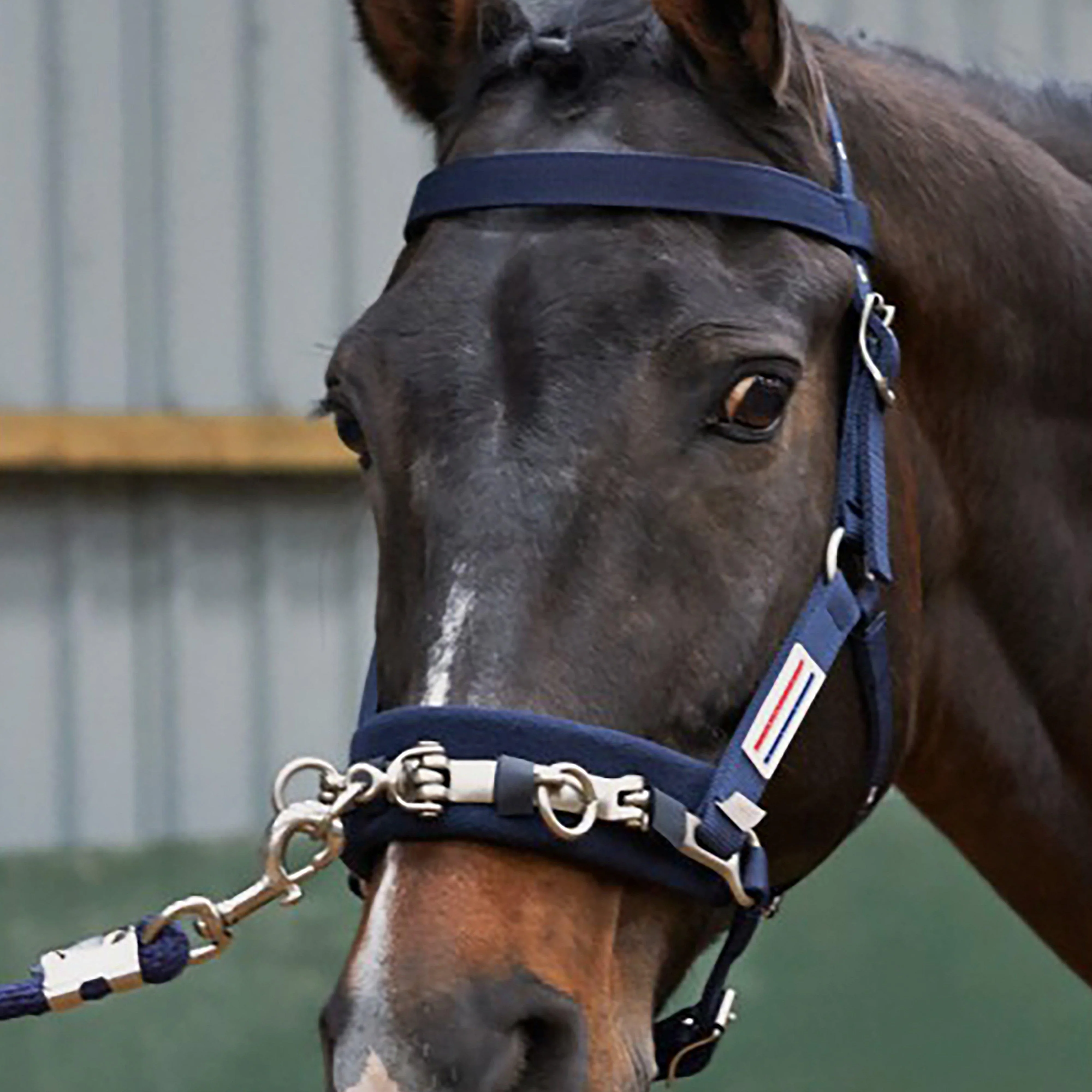 Lunge Cavesson Navy